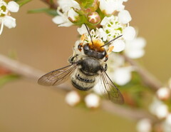 Megachile maculariformis