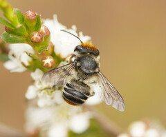 Megachile maculariformis