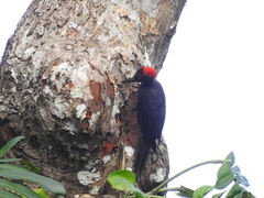 Dryocopus hodgei
