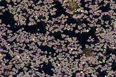 Azolla pinnata