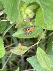 Olethreutes arcuella