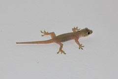 Hemidactylus frenatus