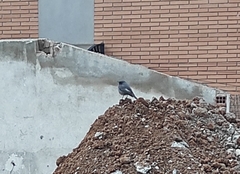 Phoenicurus ochruros