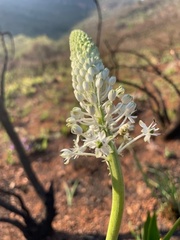 Schizocarphus nervosus