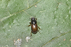 Melinopterus consputus