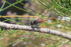 Diplacodes melanopsis