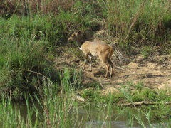 Tragelaphus sylvaticus