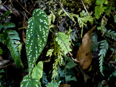 Begonia lukuana