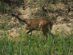 Tragelaphus sylvaticus