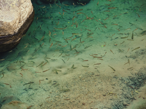 Taiwan torrent minnow (Candidia barbata) — Cyprinidae — 5