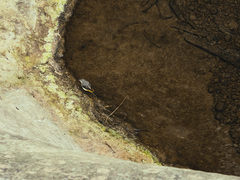 Motacilla cinerea cinerea