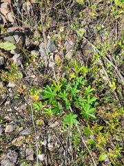 Potentilla thuringiaca