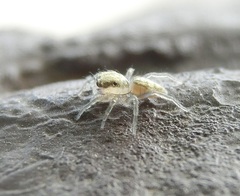 Phintelloides versicolor