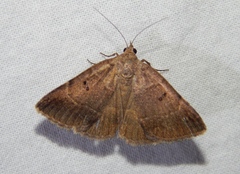 Plecopterodes moderata