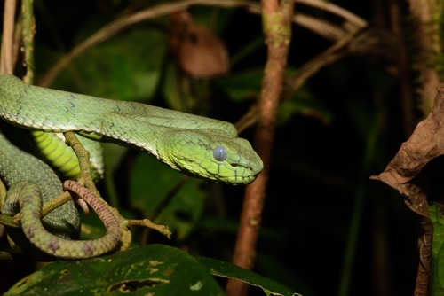 Photo of a Sumatra Pit Viper (Trimeresurus sumatranus)
