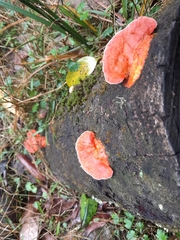 Trametes coccinea