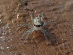 Phintelloides versicolor