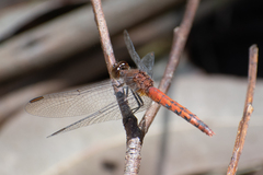 Diplacodes melanopsis