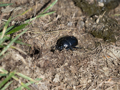 Geotrupes stercorarius