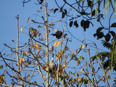 Ducula aenea andamanica
