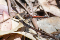 Diplacodes melanopsis