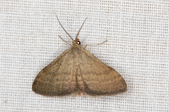 Scopula lydia