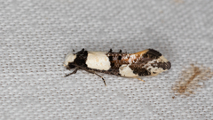 Monopis icterogastra