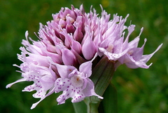 Traunsteinera globosa