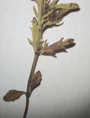 Veronica dillenii