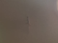 Gehyra mutilata