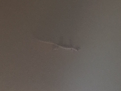 Gehyra mutilata