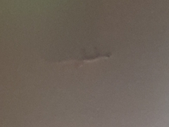 Gehyra mutilata