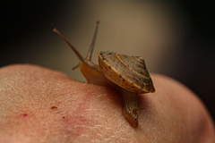 Urocyclidae