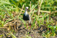 Vanellus crassirostris