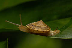 Urocyclidae