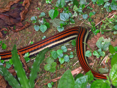 Dendrelaphis caudolineatus