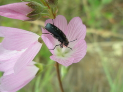 Sidalcea oregana