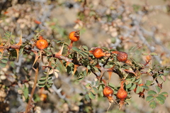 Rosa platyacantha