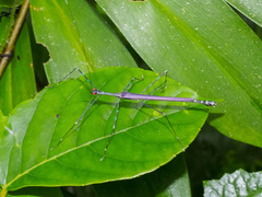 Orthonecroscia