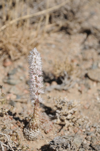 Orostachys libanotica (L.) Fisch. 3