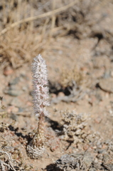 Orostachys thyrsiflora
