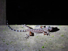 Cyrtodactylus