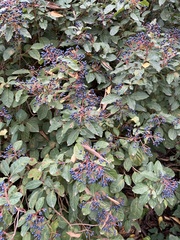 Viburnum tinus