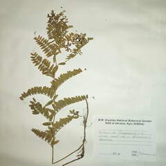 Vicia cassubica