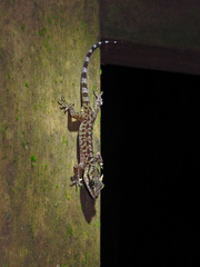 Cyrtodactylus