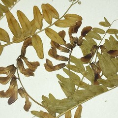Vicia cassubica