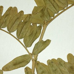 Vicia cassubica