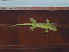 Gekko albofasciolatus