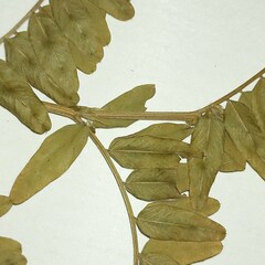 Vicia cassubica