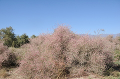 Atraphaxis frutescens